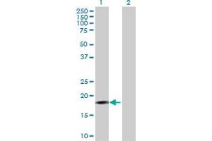 Western Blot analysis of PIGH expression in transfected 293T cell line by PIGH MaxPab polyclonal antibody. (PIGH anticorps  (AA 1-188))