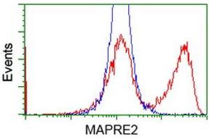 HEK293T cells transfected with either RC200259 overexpress plasmid (Red) or empty vector control plasmid (Blue) were immunostained by anti-MAPRE2 antibody (ABIN2454497), and then analyzed by flow cytometry. (MAPRE2 anticorps)