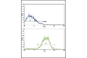 Flow cytometric analysis of NCI-H292 cells using E Cadherin (CDH1) Antibody (N-term)(bottom histogram) compared to a negative control cell (top histogram).