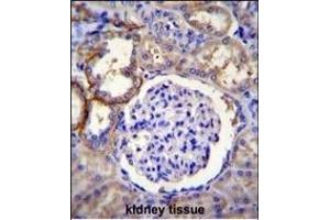 FA96A Antibody (C-term) (ABIN655197 and ABIN2844813) immunohistochemistry analysis in formalin fixed and paraffin embedded human kidney tissue followed by peroxidase conjugation of the secondary antibody and DAB staining.