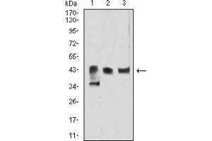Western blot analysis using ATG4B mouse mAb against Hela (1), Ramos (2), and Jurkat (3) cell lysate. (ATG4B anticorps  (AA 1-221))