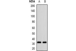 Western blot analysis of CD305 expression in KB (A), NIH3T3 (B) whole cell lysates. (LAIR1 anticorps)