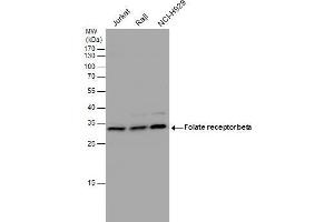WB Image Folate receptor beta antibody detects Folate receptor beta protein by western blot analysis. (FOLR2 anticorps)