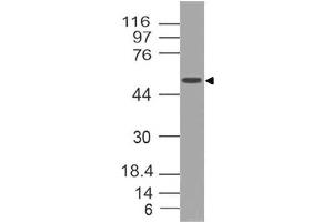 Image no. 1 for anti-SRY (Sex Determining Region Y)-Box 10 (SOX10) (AA 115-269) antibody (ABIN5027533) (SOX10 anticorps  (AA 115-269))