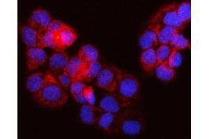 IF analysis of SURF1 using anti-SURF1 antibody (ABIN7601006). (SURF1 anticorps  (AA 27-295))