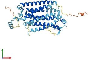 AlphaFold protein structure predicition of Human Recombinant SLC51A Protein, UniprotID Q86UW1