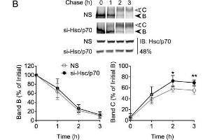 Hsc70/Hsp70 suppresses levels of mature CFTR. (HSP70/HSC70 anticorps)