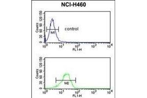 NQO1 antibody (Center) (ABIN391528 and ABIN2841484) flow cytometric analysis of NCI- cells (bottom histogram) compared to a negative control cell (top histogram).