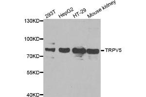 Western blot analysis of extracts of various cell lines, using TRPV5 antibody (ABIN5973870) at 1/1000 dilution.