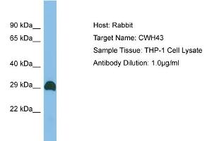 Host: Rabbit Target Name: CWH43 Sample Type: THP-1 Whole Cell lysates Antibody Dilution: 1. (CWH43 anticorps  (C-Term))