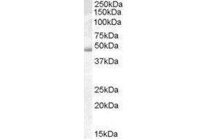 Actin-Like 7b (Actl7b) peptide