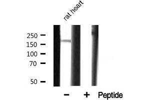 Western blot analysis of CUTL1 expression in rat heart.