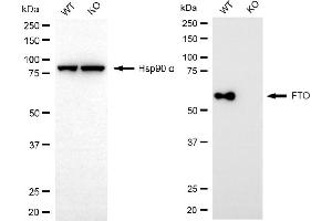 Western blotting analysis using FTO antibody (ABIN7798582). (Recombinant FTO anticorps)
