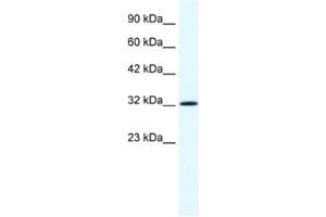 Western Blotting (WB) image for anti-Annexin A1 (ANXA1) antibody (ABIN2461369) (Annexin a1 anticorps)
