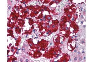 Anti-RACK1 antibody IHC of human adrenal.