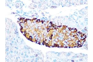 Immunohistochemistry of paraffin-embedded mouse pancreas using GLP-1 Rabbit mAb (ABIN7267392) at dilution of 1:100 (40x lens).
