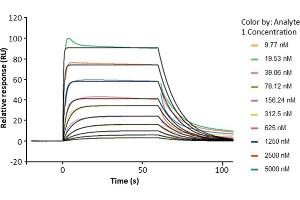 Assessment of binding of human FcRn, immobilized on a CM5 chip via an anti-His antibody, to anti-HER2 human IgG1 (trastuzumab) using a Biacore 8K instrument.