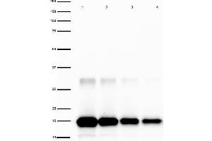 Western Blot of Rabbit anti-IL-2 Antibody Peroxidase Conjugated.