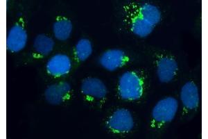 IF analysis of BRSK1 using anti-BRSK1 antibody (ABIN7600990).