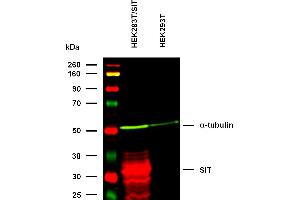 Anti-SIT Purified (clone SIT-01) specificity verification by WB.