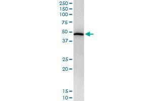 Immunoprecipitation of STAT5B transfected lysate using anti-STAT5B monoclonal antibody and Protein A Magnetic Bead , and immunoblotted with STAT5B monoclonal antibody.