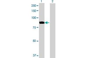 Western Blot analysis of ARHGEF7 expression in transfected 293T cell line by ARHGEF7 MaxPab polyclonal antibody.