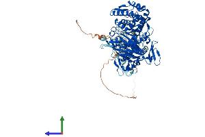 AlphaFold protein structure predicition of Human Recombinant CMTR1 Protein, UniprotID Q8N1G2