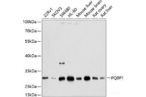 Western blot analysis of extracts of various cell lines using PQBP1 Polyclonal Antibody at dilution of 1:1000. (PQBP1 anticorps)