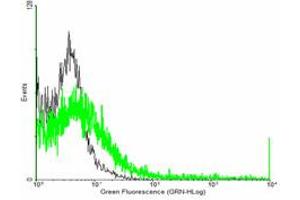 FACS analysis of negative control 293 cells (Black) and HLA-E expressing 293 cells (Green) using HLA-E purified MaxPab mouse polyclonal antibody.
