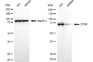 anti-Fc Fragment of IgA, Receptor For (FCAR) antibody