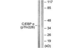 Western blot analysis of extracts from COS7 cells treated with EGF 200ng/ml 30', using C/EBP-alpha (Phospho-Thr226) Antibody. (CEBPA anticorps  (pThr226))