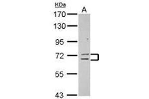 Image no. 1 for anti-Zinc Finger Protein 182 (ZNF182) (AA 1-236) antibody (ABIN1501829) (ZNF182 anticorps  (AA 1-236))