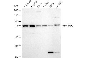 anti-Myeloproliferative Leukemia Virus Oncogene (MPL) antibody