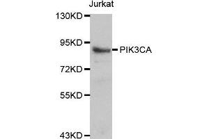 Western blot analysis of Jurkat cell lines, using PIK3CA antibody. (PIK3CA anticorps  (AA 401-600))