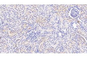 Detection of PTPN13 in Human Kidney Tissue using Polyclonal Antibody to Protein Tyrosine Phosphatase, Non Receptor Type 13 (PTPN13) (PTPN13 anticorps  (AA 1-161))