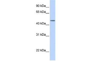 Western Blotting (WB) image for anti-Transducin (Beta)-Like 2 (TBL2) antibody (ABIN2459699) (TBL2 anticorps)