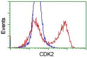 HEK293T cells transfected with either RC200494 overexpress plasmid (Red) or empty vector control plasmid (Blue) were immunostained by anti-CDK2 antibody (ABIN2454506), and then analyzed by flow cytometry. (CDK2 anticorps)