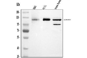 Western blot analysis of Daxx using anti-Daxx antibody (ABIN3043822).