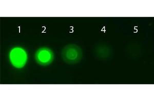 Dot Blot of AKT1 Allophycocyanin Conjugated Monoclonal Antibody. (AKT1 anticorps  (Internal Region) (APC))