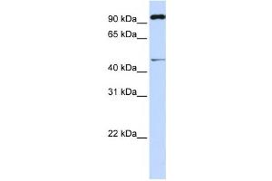 Western Blotting (WB) image for anti-Tripartite Motif Containing 15 (TRIM15) antibody (ABIN2460021) (TRIM15 anticorps)