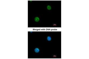 ICC/IF Image Immunofluorescence analysis of paraformaldehyde-fixed HeLa, using MYBPC2, antibody at 1:200 dilution.