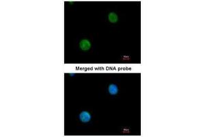 ICC/IF Image Immunofluorescence analysis of paraformaldehyde-fixed HeLa, using MYBPC2, antibody at 1:200 dilution. (MYBPC2 anticorps)
