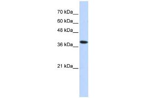 ATP4B antibody used at 1 ug/ml to detect target protein. (ATP4b anticorps  (Middle Region))