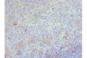 Immunohistochemistry of paraffin-embedded human tonsil tissue using ABIN7158900 at dilution of 1:100