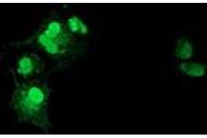 Immunofluorescence (IF) image for anti-Nonhomologous End-Joining Factor 1 (NHEJ1) antibody (ABIN1499728)