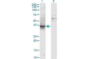 Western Blot analysis of GNAI1 expression in transfected 293T cell line by GNAI1 monoclonal antibody (M01), clone 2B8-2A5.