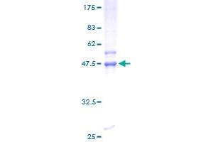RND2 Protein (AA 1-169) (GST tag)