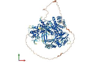 AlphaFold protein structure predicition of Mouse Recombinant Tert Protein, UniprotID O70372