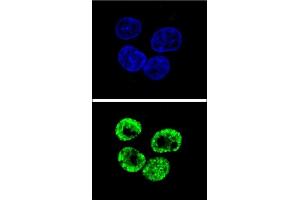 Confocal immunofluorescent analysis of CCNI2 Antibody (Center) (ABIN655840 and ABIN2845254) with HepG2 cell followed by Alexa Fluor 488-conjugated goat anti-rabbit lgG (green). (CCNI2 anticorps  (AA 92-121))
