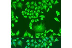 Immunofluorescence analysis of U2OS cells using APOA1 Polyclonal Antibody at dilution of 1:100. (APOA1 anticorps)